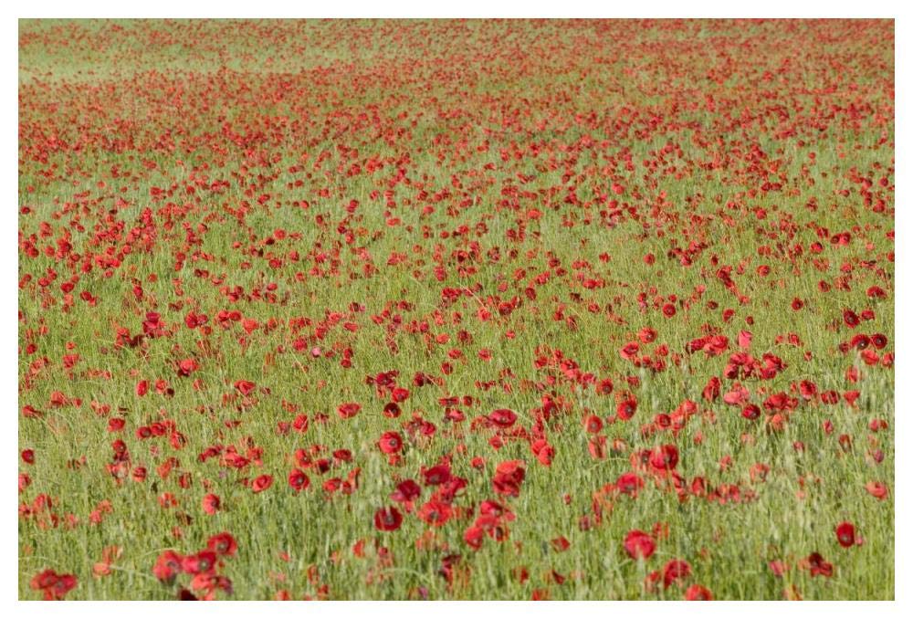 Red Poppy in a cereal field, Yonne, France-Paper Art-50x34”