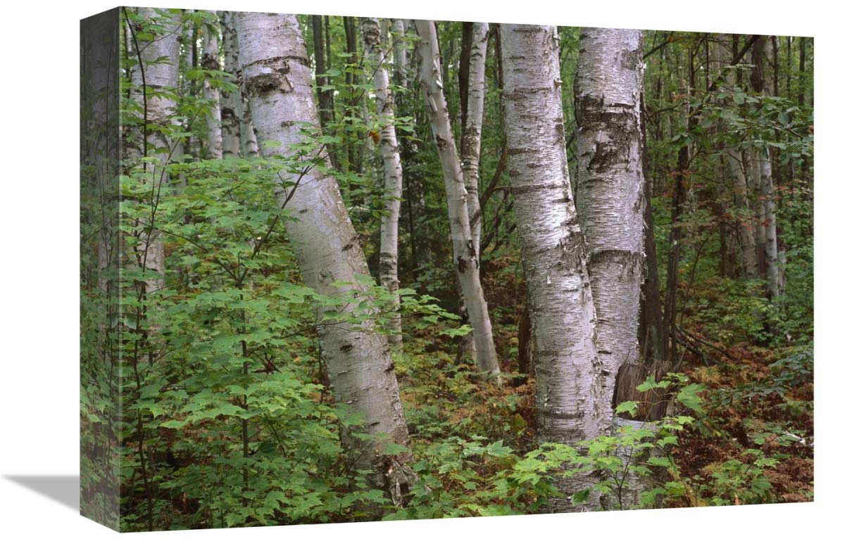 Birch forest, Pictured Rocks National Lakeshore, Michigan-Canvas Art-16x12”