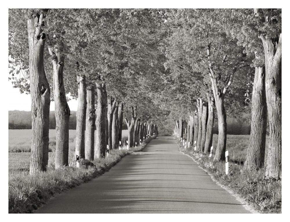 Lime tree alley, Mecklenburg Lake District, Germany-Paper Art-18x14”