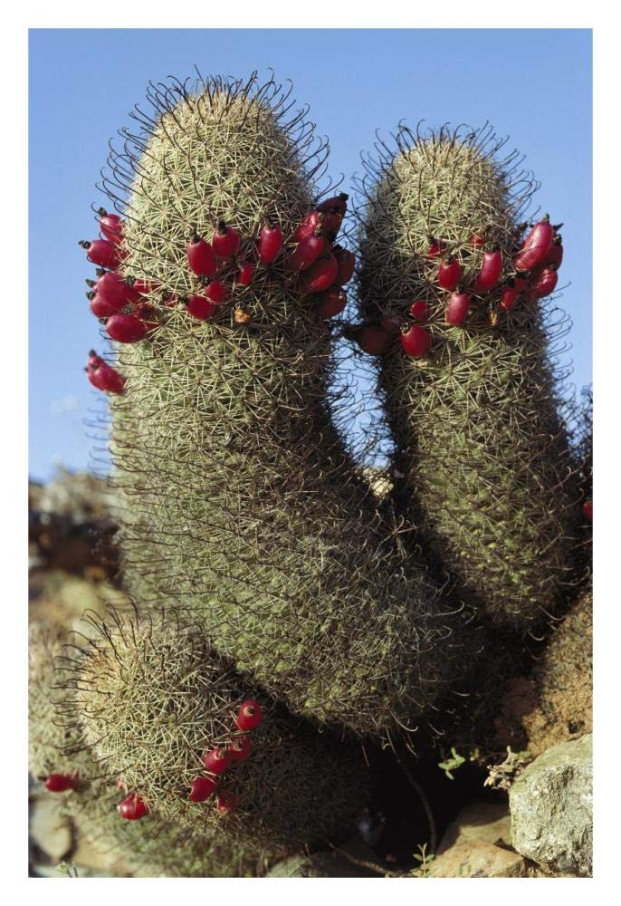 Fishhook Cactus in bloom, Santa Catalina Island, Sea of Cortez, Baja California, Mexico-Paper Art-22x32”
