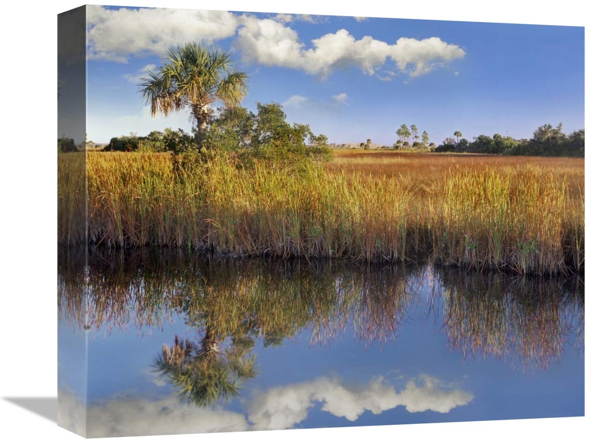 Cabbage Palm in wetland, Fakahatchee State Preserve, Florida-Canvas Art-16x13.28”