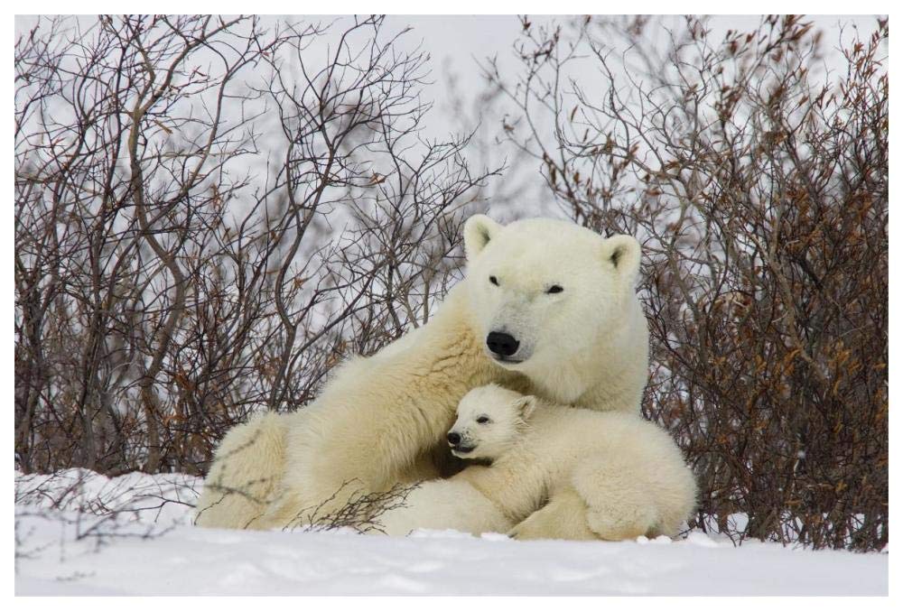 Three month old Polar Bear cubs nursing, Wapusk National Park, Manitoba, Canada-Paper Art-62x42”