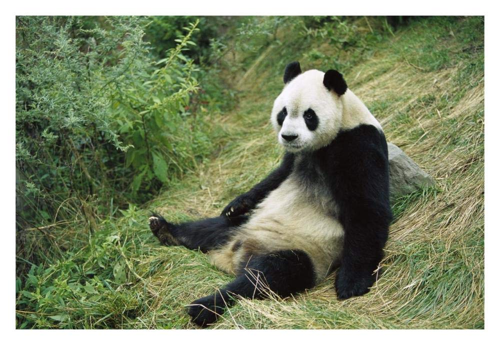 Giant Panda, Woolong-Paper Art-32x22”