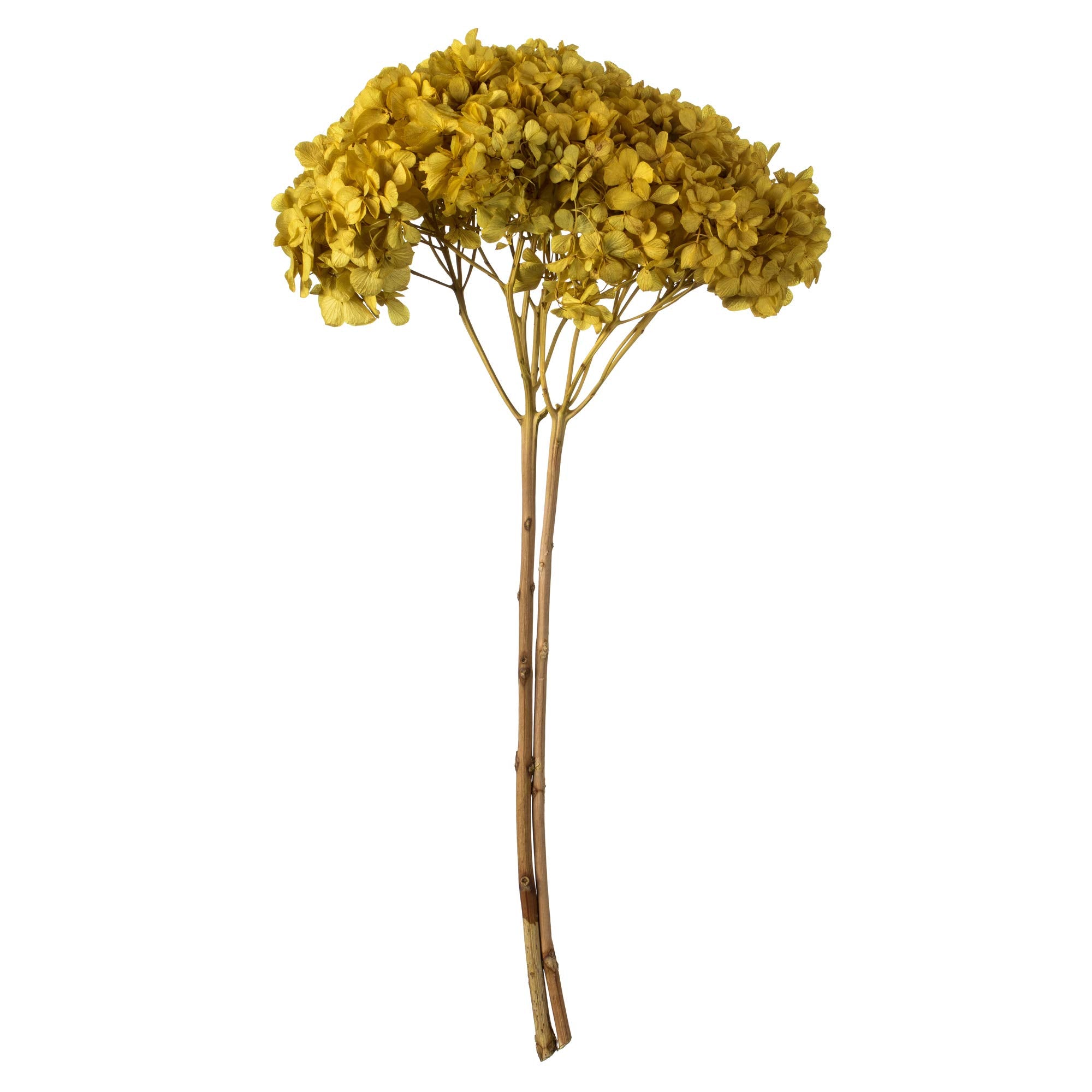 Casafoyer 15” Yellow Hydrangea Stem - (Pack Of 2)