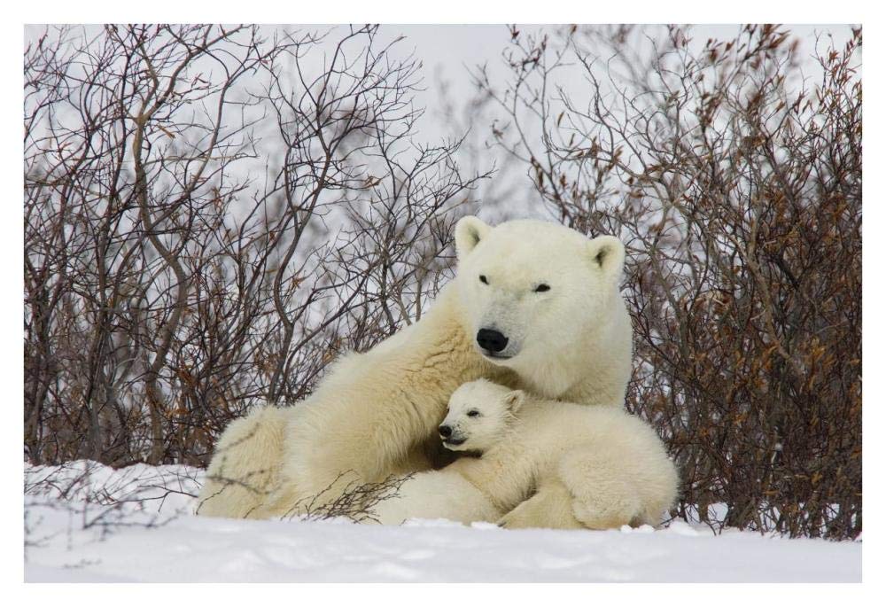 Three month old Polar Bear cubs nursing, Wapusk National Park, Manitoba, Canada-Paper Art-38x26”