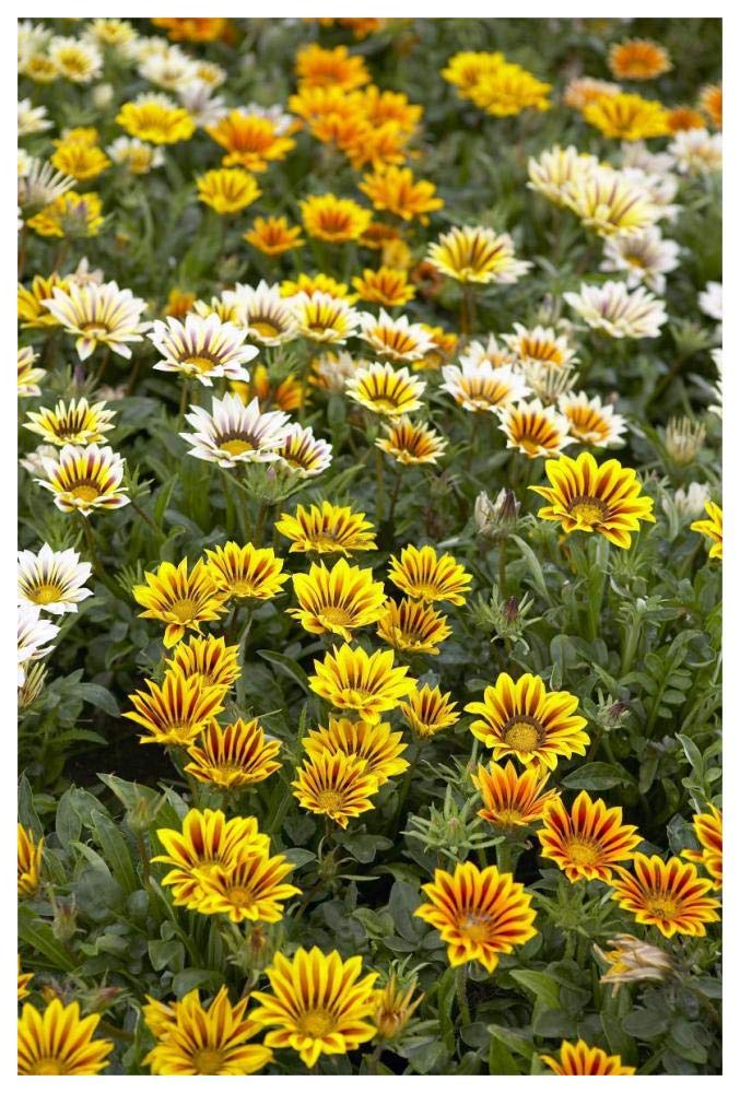 Gazania flowers-Paper Art-42x62”