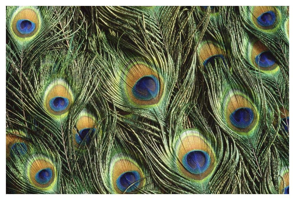 Indian Peafowl display feathers, native to India and southeast Asia-Paper Art-50x34”