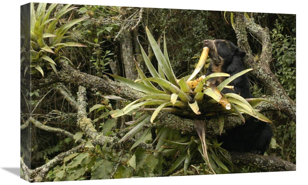 Spectacled Bear feeding on bromeliads, cloud forest, Andes, South America-Canvas Art-24x16”
