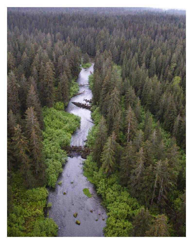 Stream and boreal forest, Tongass National Forest, Yakutat, Alaska-Paper Art-14x18”