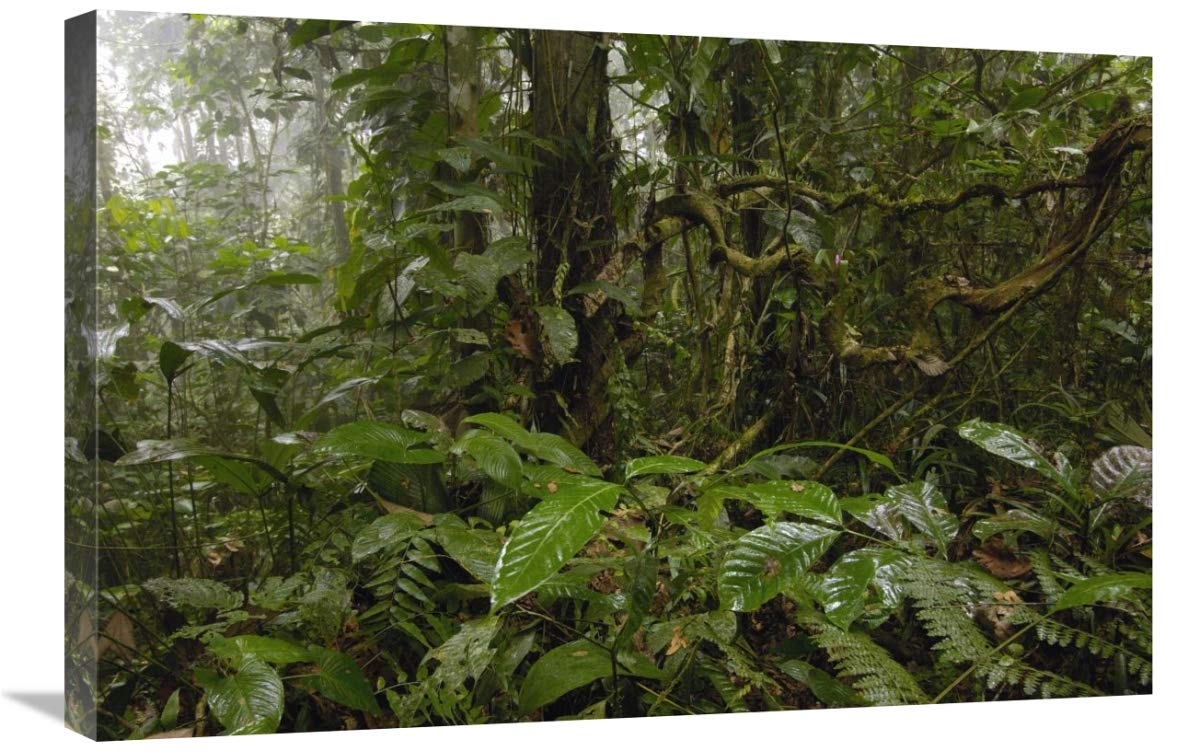 Primary rainforest, western slope of Andes Mountains, Ecuador-Canvas Art-30x20”