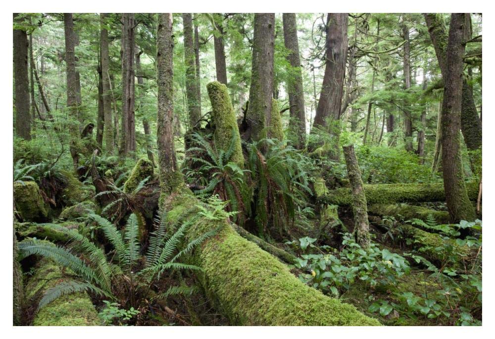 Interior of old-growth temperate rainforest, Vancouver Island, Cape Scott Provincial Park, Canada-Paper Art-20x14”