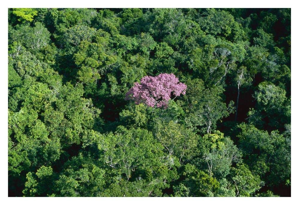 Pink flowering tree in rainforest canopy, Canaima National Park, Venezuela-Paper Art-38x26”