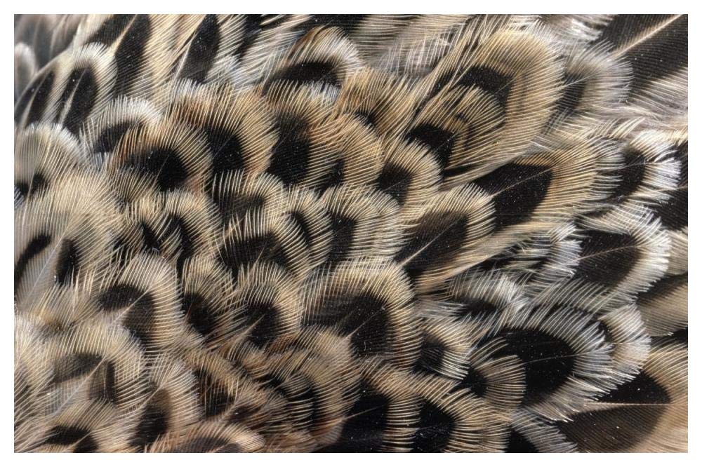 Ring-necked Pheasant close up of females feathers, Europe-Paper Art-50x34”