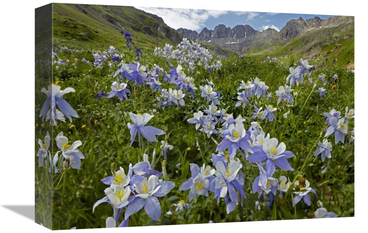 Colorado Blue Columbine flowers in American Basin, Colorado-Canvas Art-16x12”