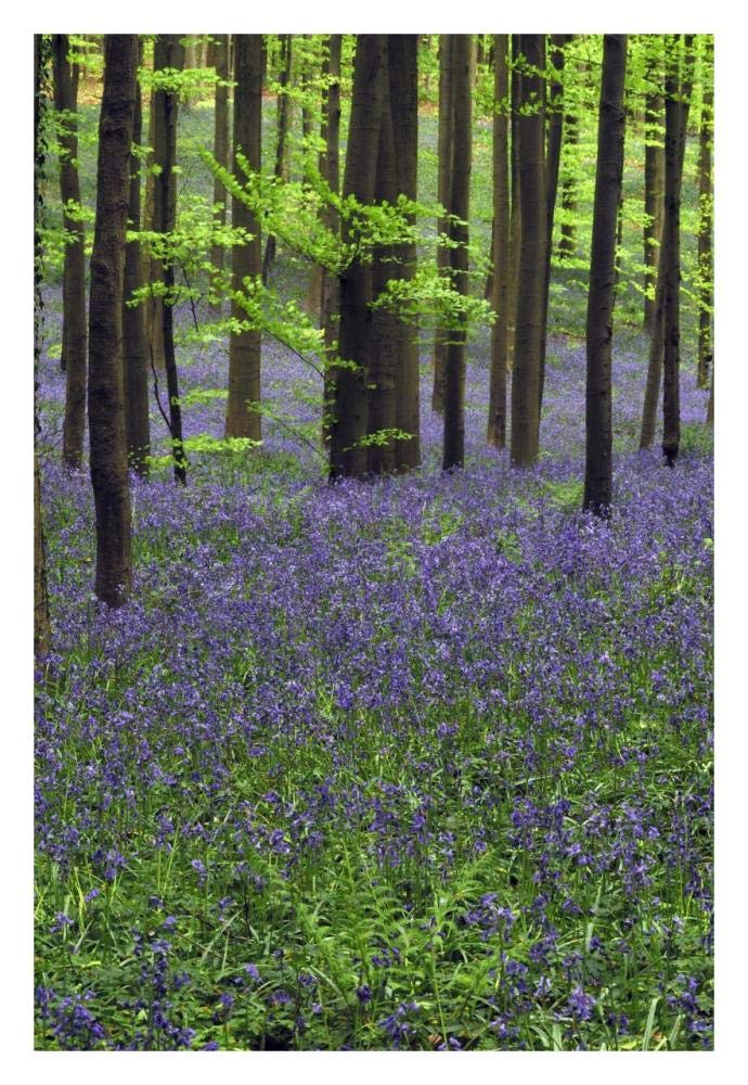 Bluebell carpet in the forest-Paper Art-22x32”