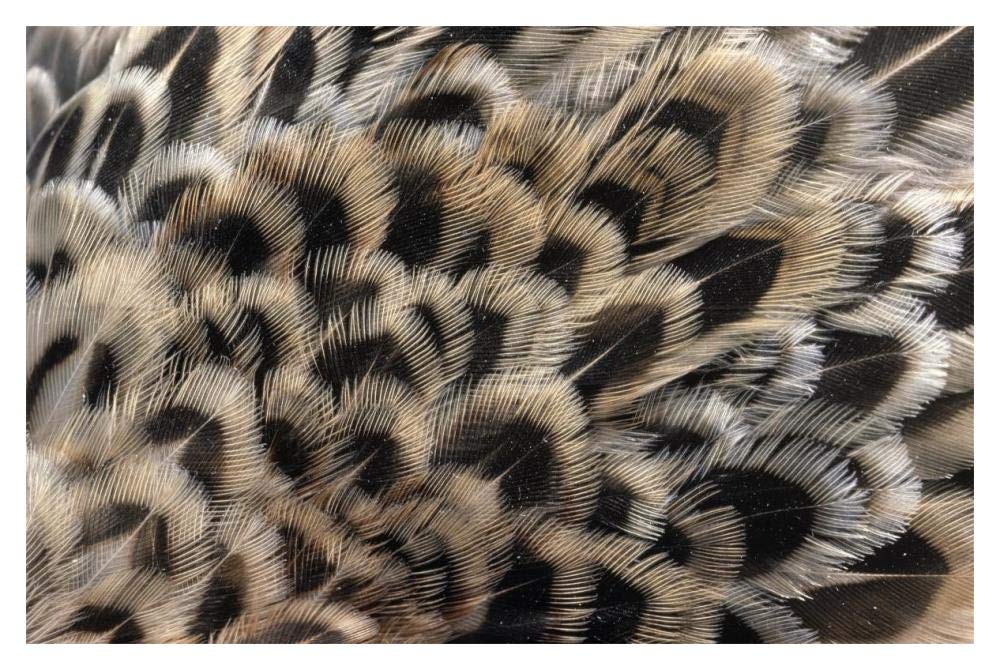 Ring-necked Pheasant close up of females feathers, Europe-Paper Art-20x14”