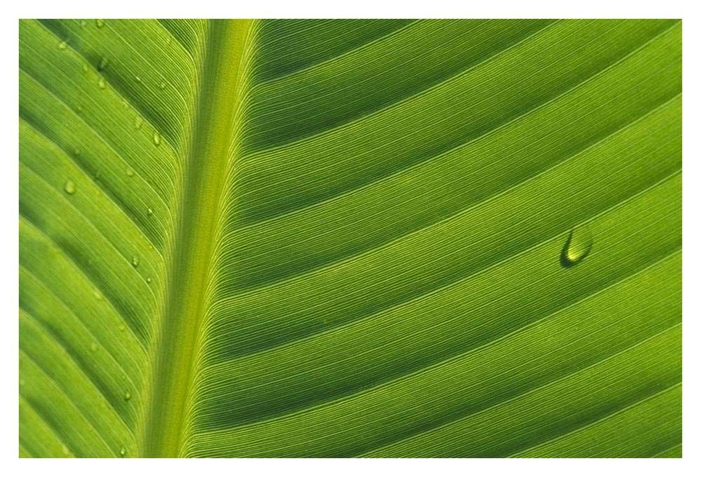Banana close up of leaf with water droplets, Rwanda-Paper Art-38x26”