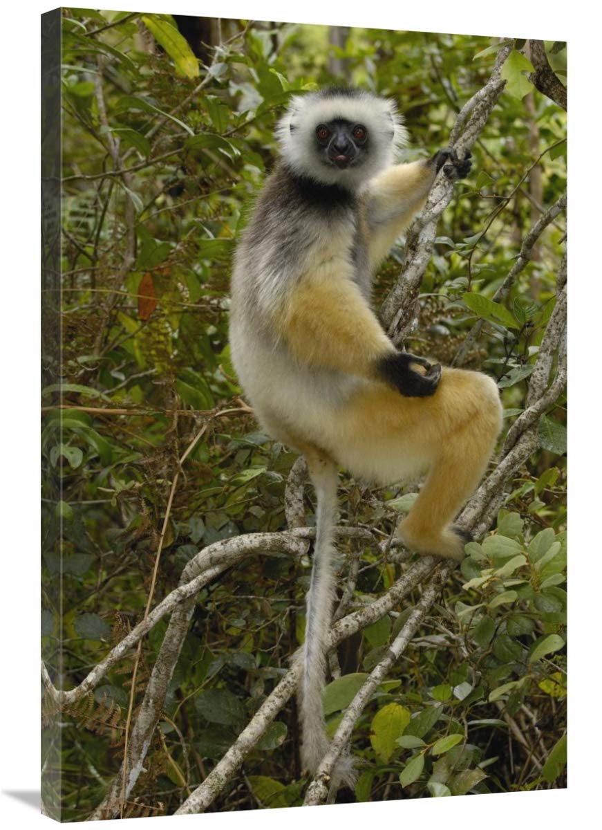 Diademed Sifaka , Mantadia National Park, Madagascar-Canvas Art-24x36”