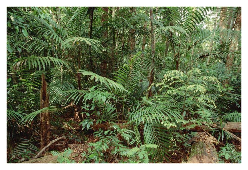 Mixed lowland dipterocarp tropical rainforest interior, Taman Negara National Park, Malaysia-Paper Art-38x26”