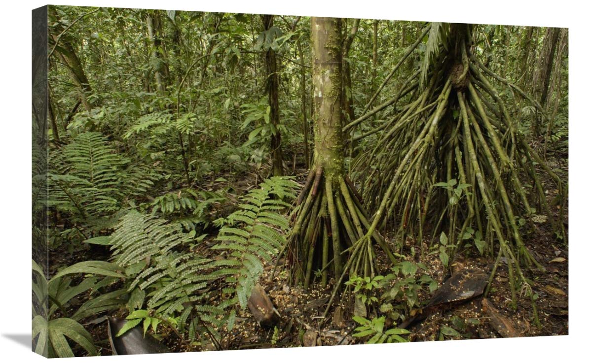 Stilt roots on the rainforest, Ecuador-Canvas Art-30x20”