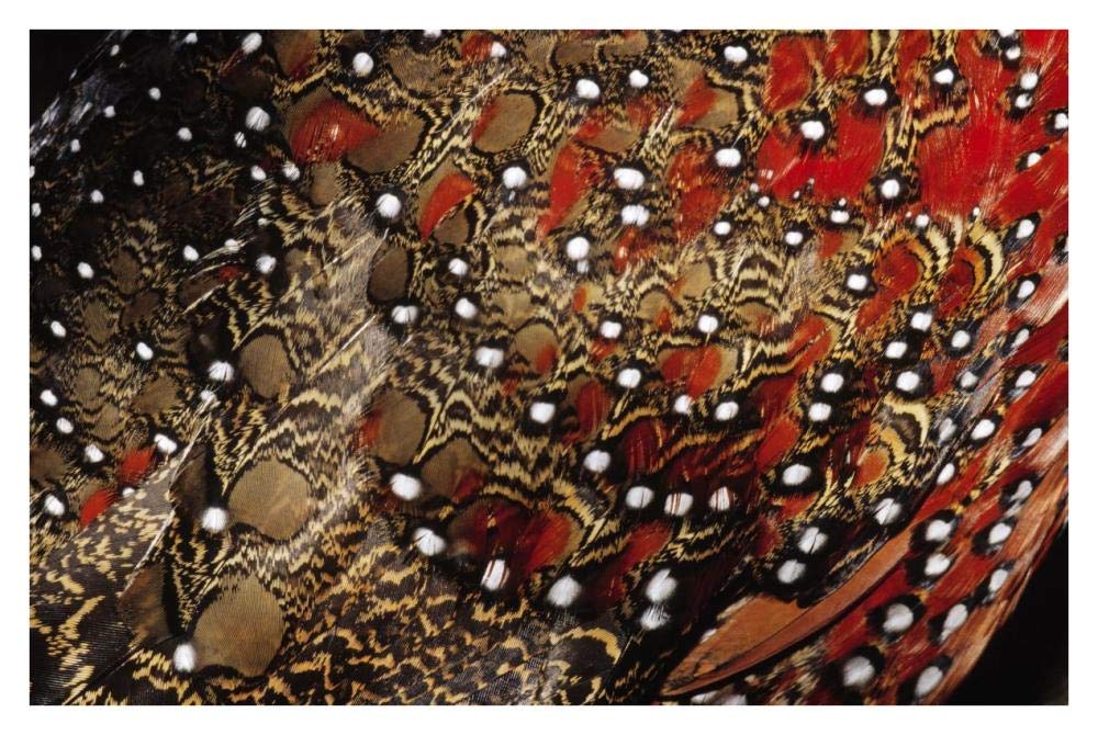 Ring-necked Pheasant detail of back feathers from a male, Europe-Paper Art-38x26”