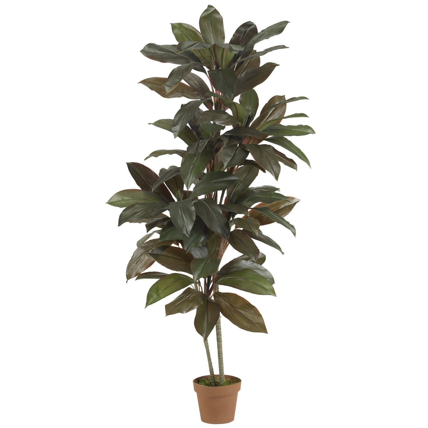 5 Cordyline Silk Plant (Real Touch)
