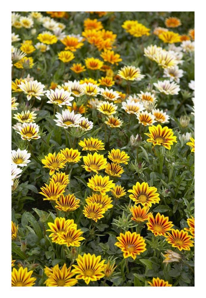Gazania flowers-Paper Art-18x26”