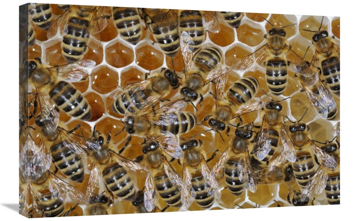 Honey Bees on honeycomb filled with honey,  Germany-Canvas Art-30x20”