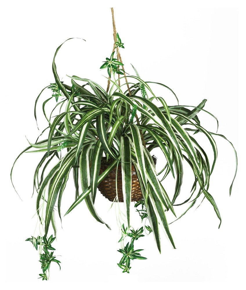 Spider Hanging Basket Silk Plant