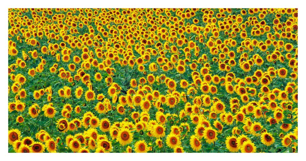 Sunflower field, France-Paper Art-38x20”