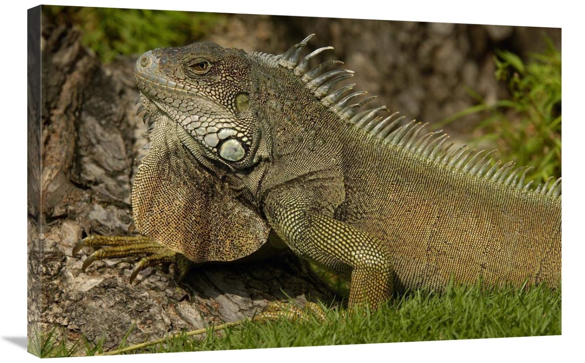Green Iguana side view, Seminario Park, Guayaquil, Ecuador-Canvas Art-36x24”