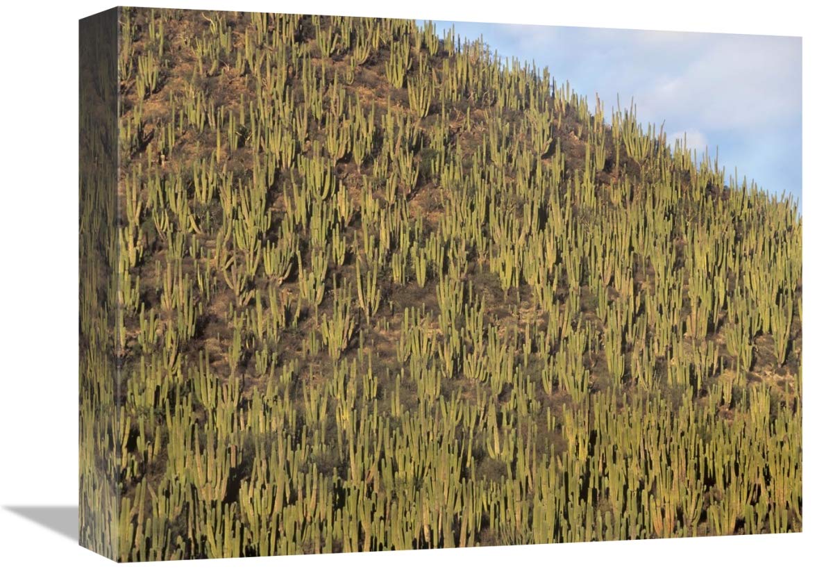 Organ Pipe Cactus cluster covering hillside, Guaymas, Sonora, Mexico-Canvas Art-16x12”