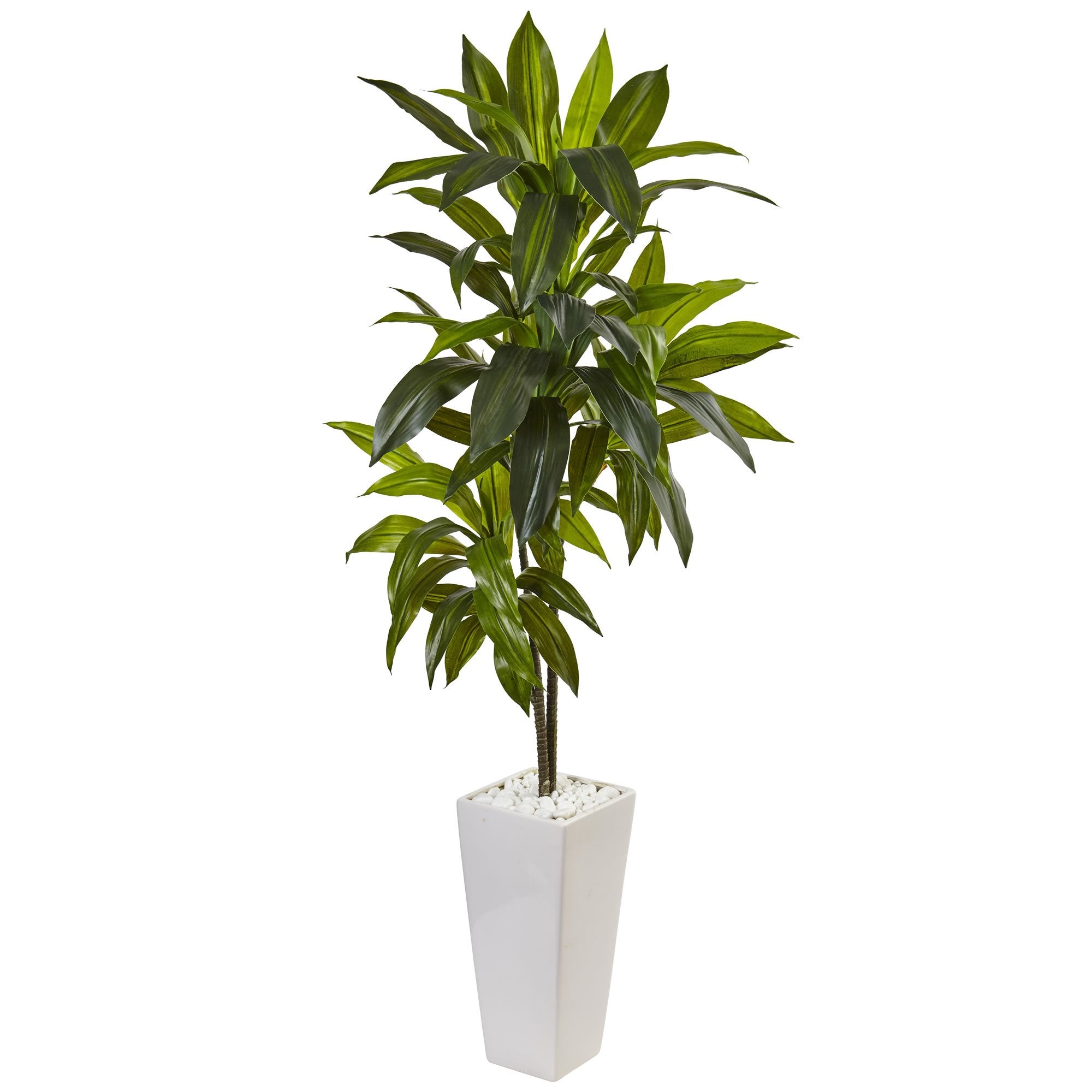 3 Dracaena Plant in White Tower Planter