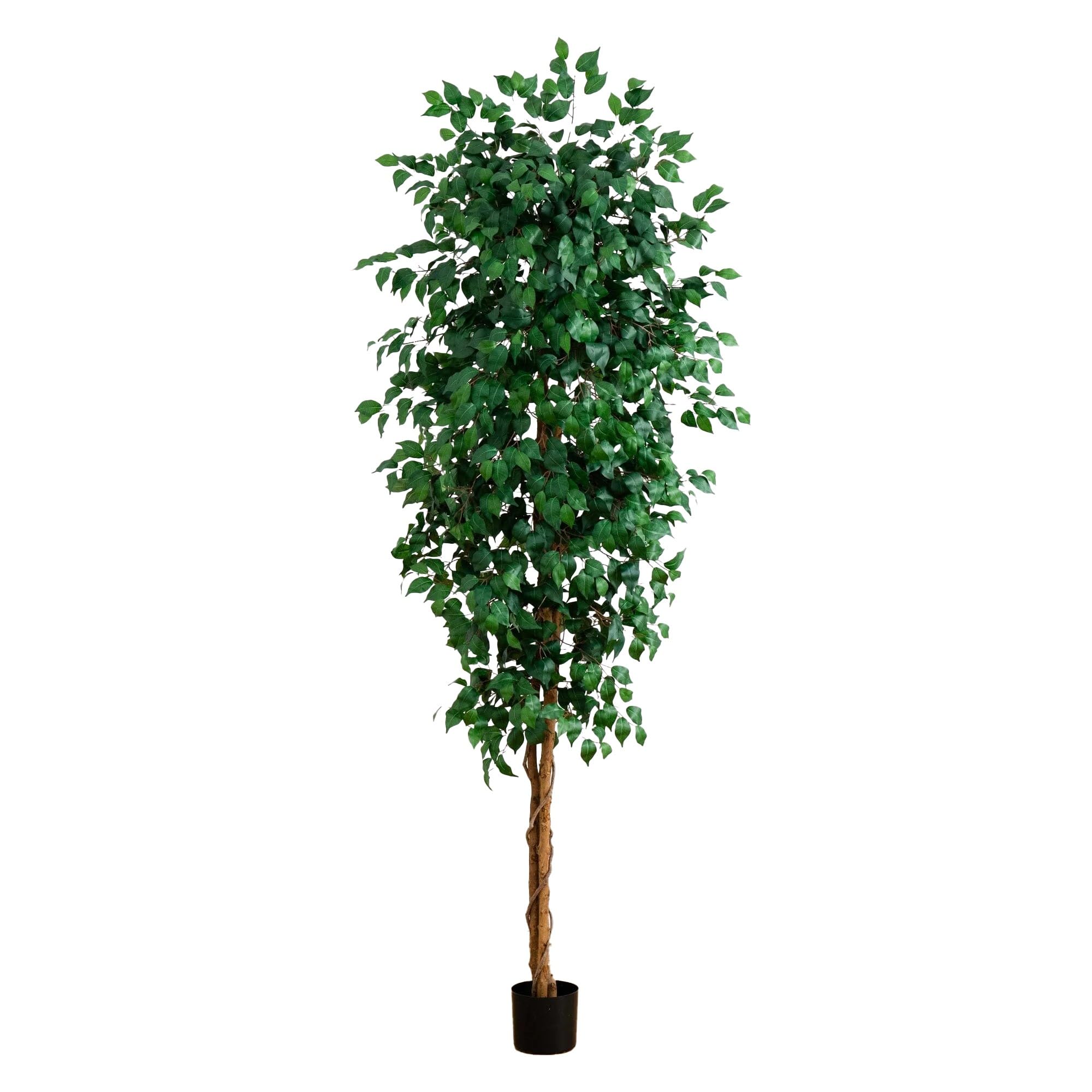 8 Ficus Tree w/1512″ Lvs