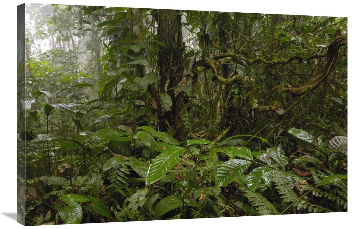 Primary rainforest, western slope of Andes Mountains, Ecuador-Canvas Art-36x24”