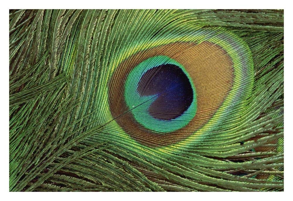 Indian Peafowl display feathers, India to southeast Asia-Paper Art-32x22”