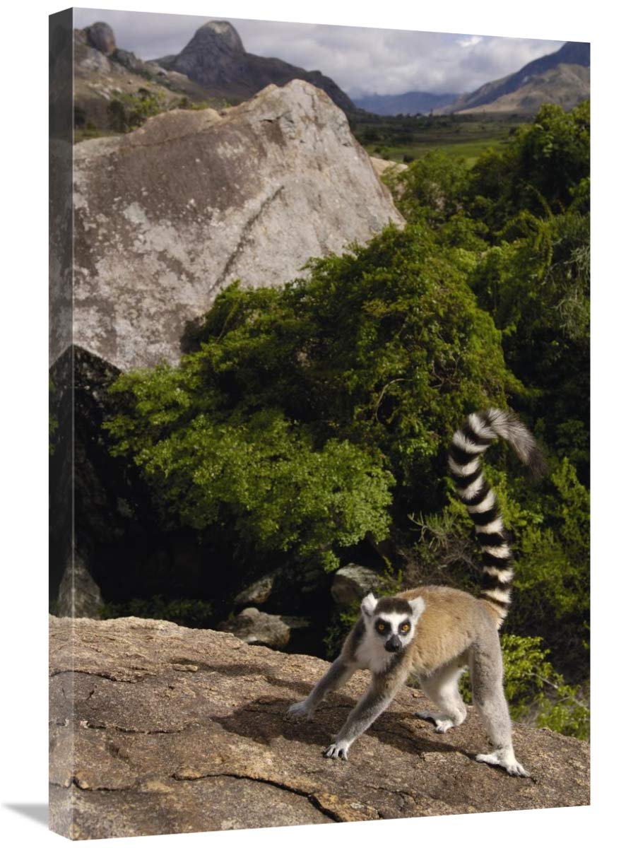 Ring-tailed Lemur, near Andringitra Mountains, Madagascar-Canvas Art-20x30”