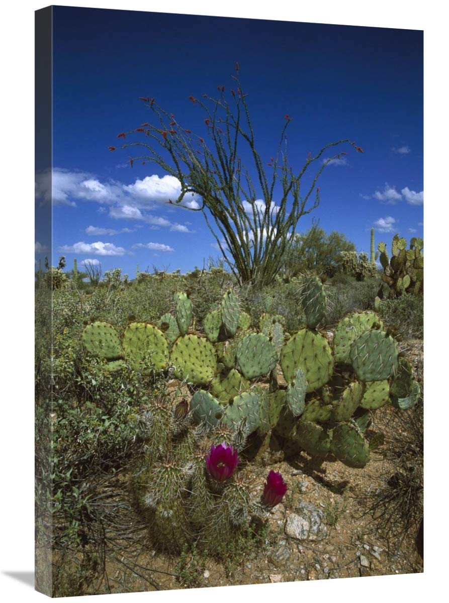 Hedgehog Cactus , Prickly Pear , and giant Saguaro-Canvas Art-20x30”