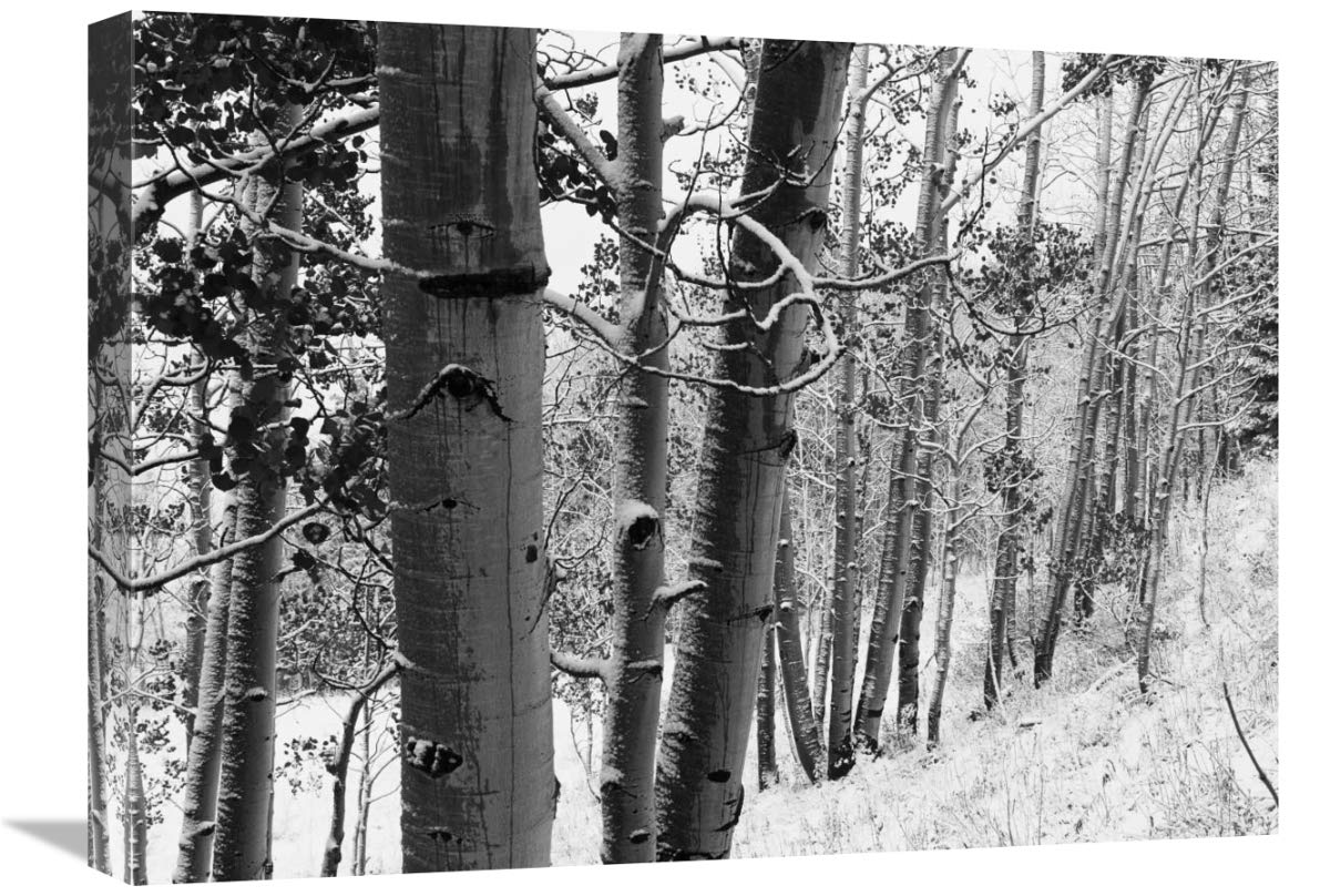 Aspens with snow, Gunnison National Forest, Colorado - BW-Canvas Art-24x18”