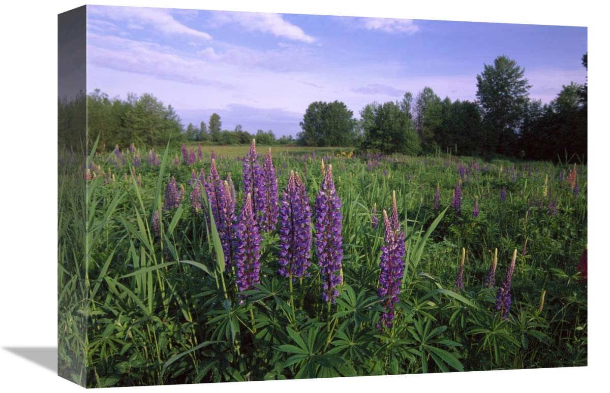 Lupine in meadow near crescent beach, British Columbia, Canada-Canvas Art-16x12”