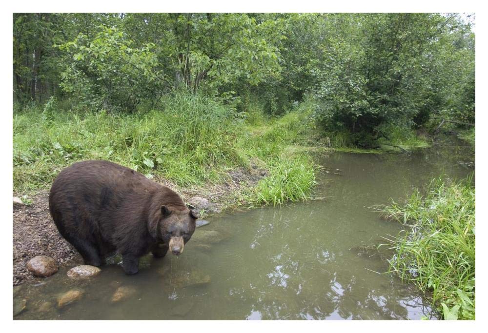 Black Bear large adult male drinking from stream, Orr, Minnesota-Paper Art-20x14”