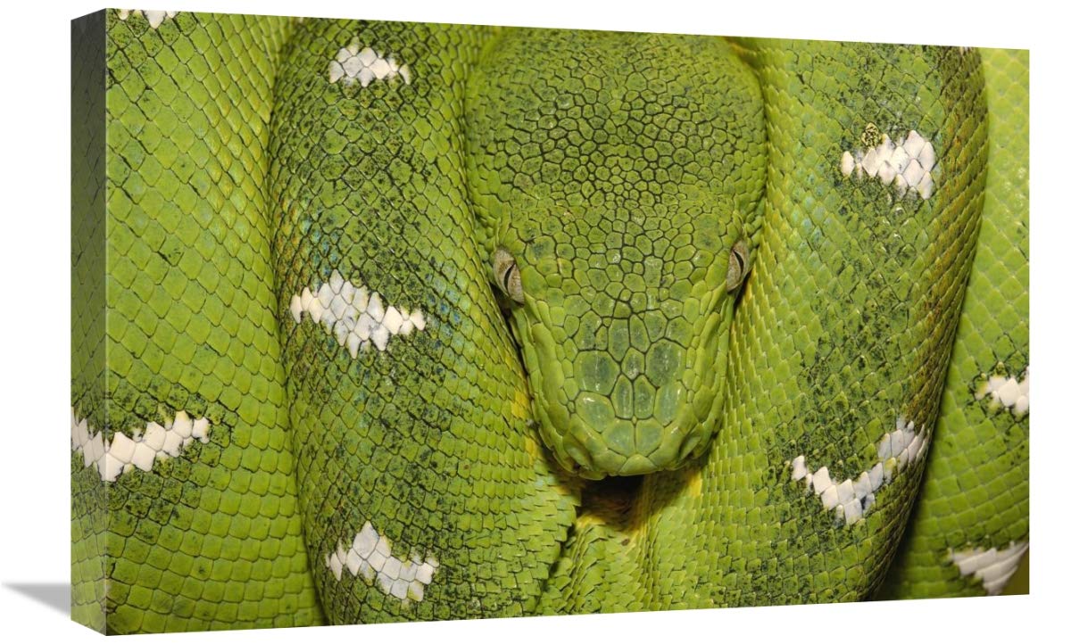 Emerald Tree Boa coiled, Amazon, Ecuador-Canvas Art-24x16”