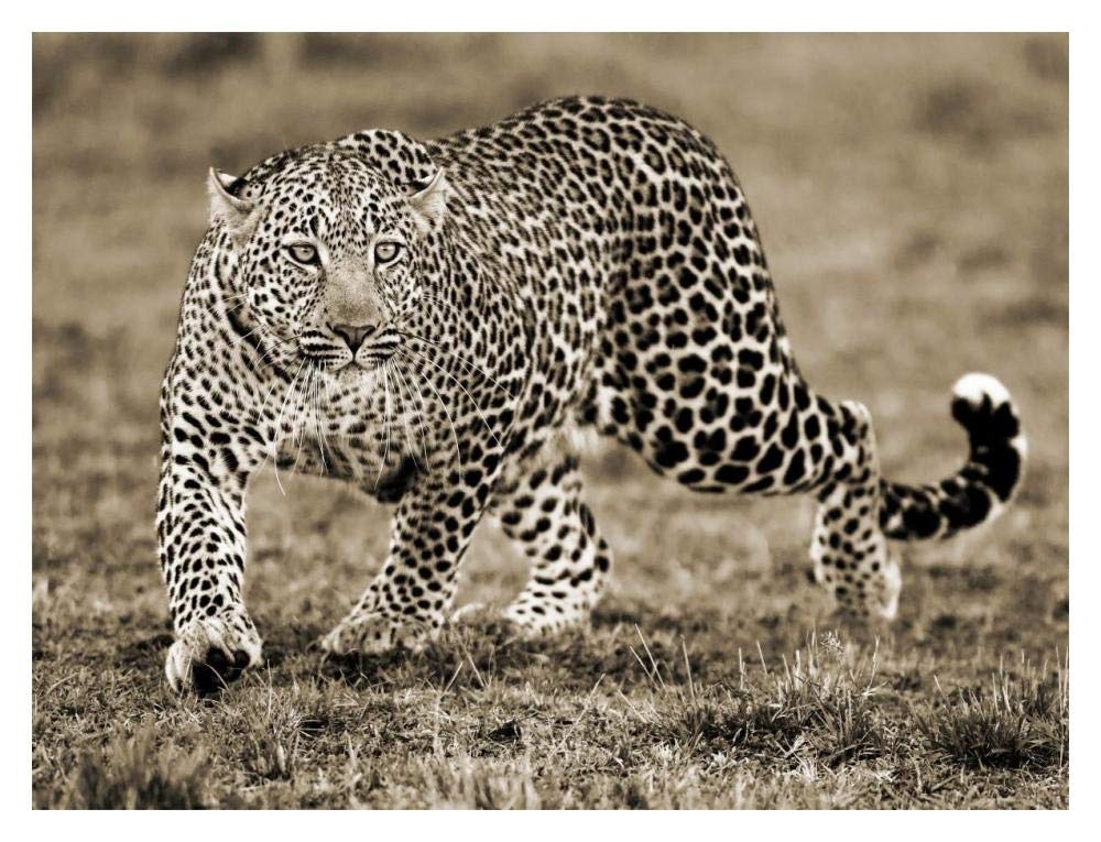 Leopard-Paper Art-18x14”