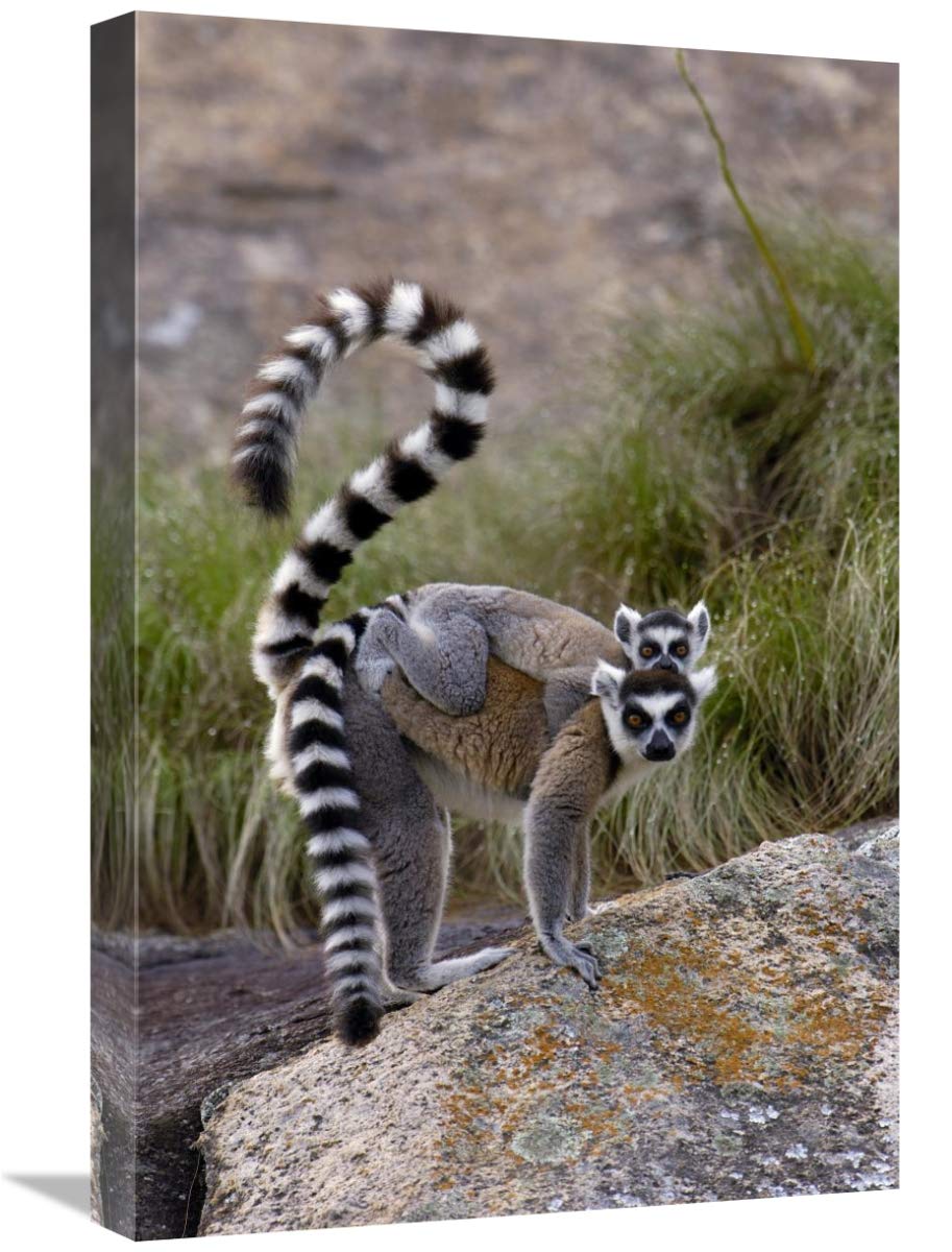 Ring-tailed Lemur mother and young, near Andringitra Mountains, Madagascar-Canvas Art-16x24”