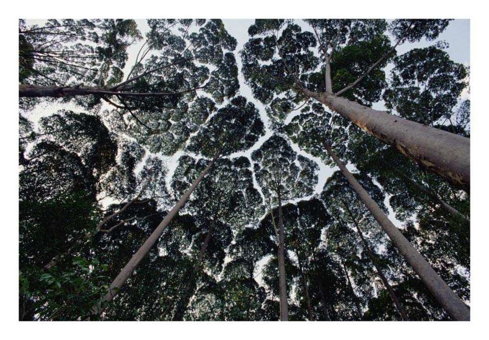 Kapur trees showing crown shyness, Malaysia-Paper Art-26x18”