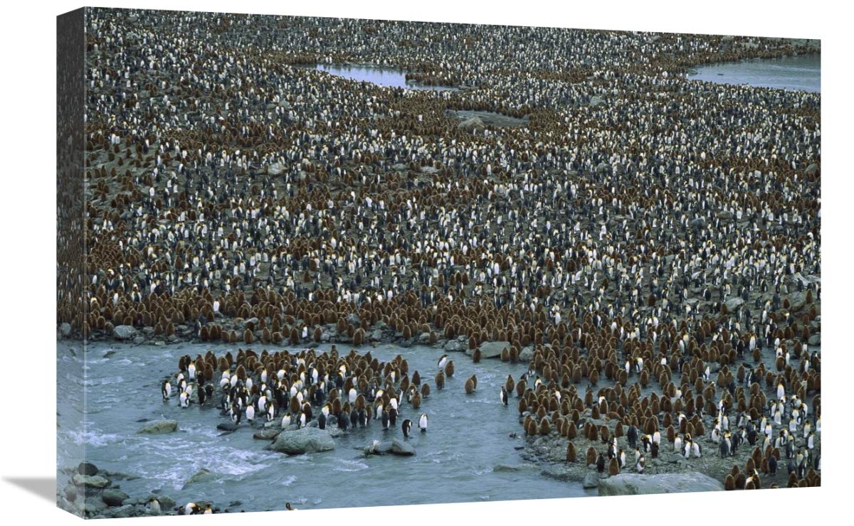 King Penguin nesting colony, St Andrews Bay, South Georgia Island-Canvas Art-24x16”