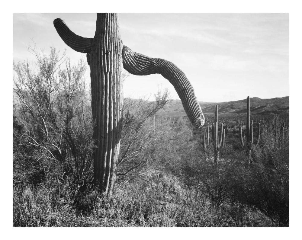 Cactus at left and surroundings, Saguaro National Monument, Arizona, ca. 1941-1942-Paper Art-24x19”