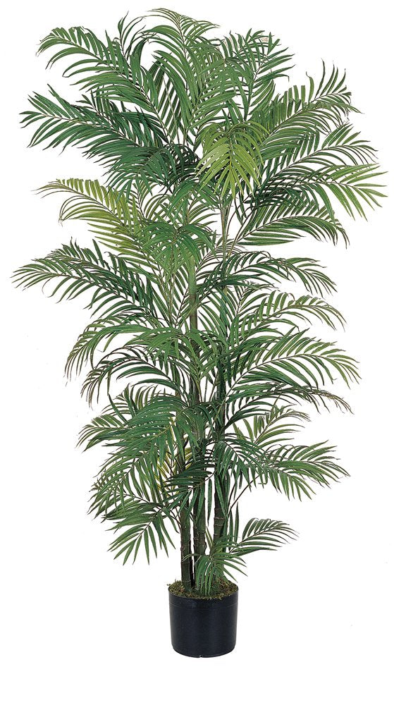 6 Areca Silk Palm Tree