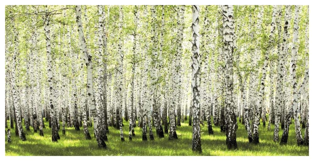 Birch forest in spring-Paper Art-62x32”