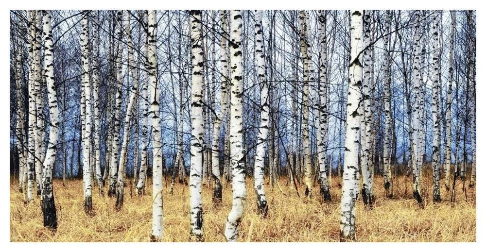 Birch grove in autumn-Paper Art-50x26”